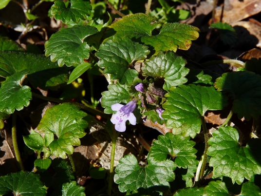 {Glechoma hederacea}
